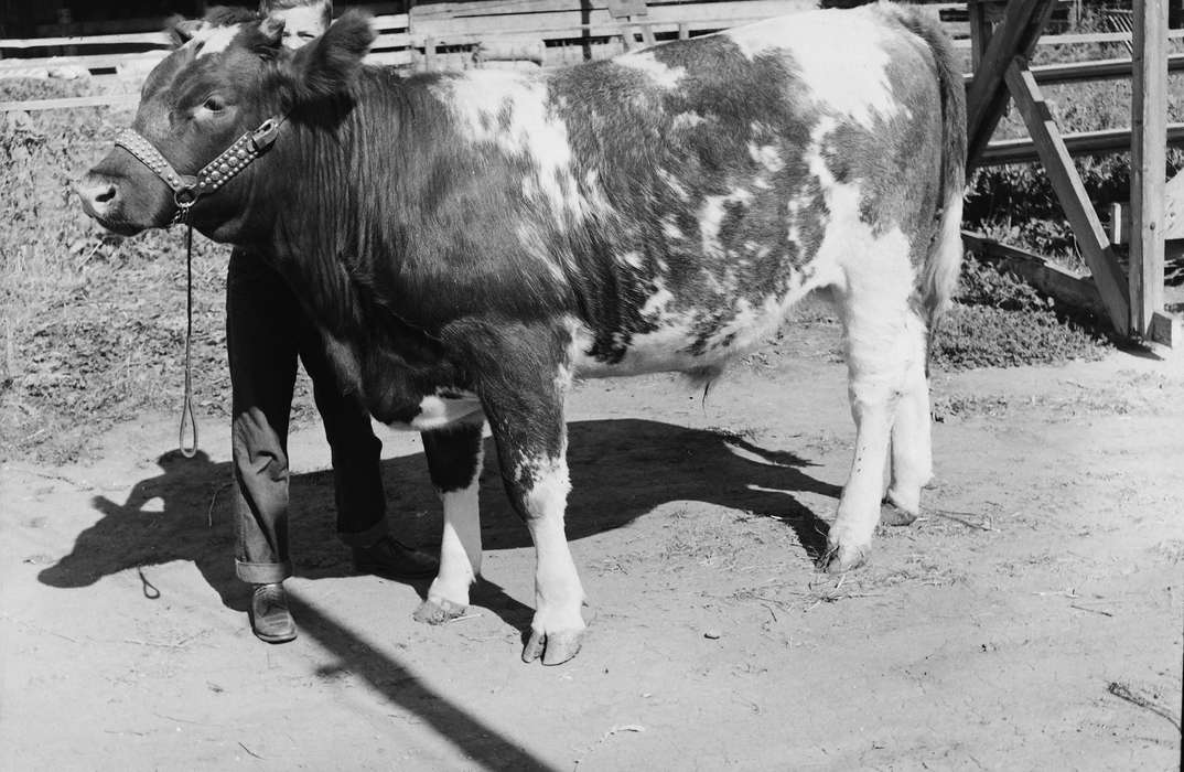 cow, United States, history, ia, Photos, Coon Rapids Enterprise, Animals, historic, Iowa, IA, Coon Rapids