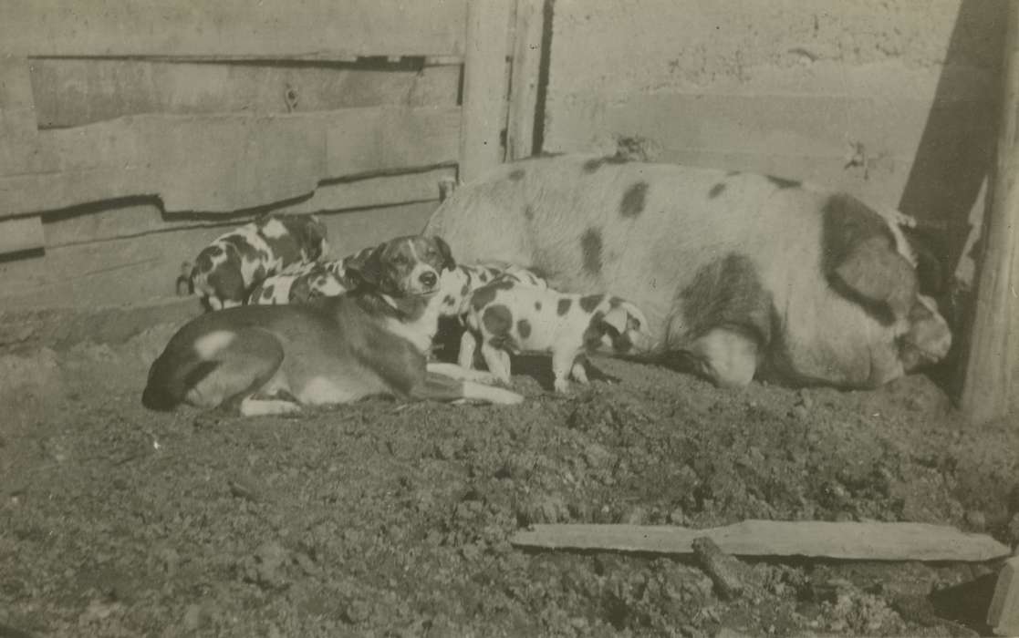 hog, Animals, dog, Iowa History, history of Iowa, Mortenson, Jill, pig, Macey, IA, Iowa