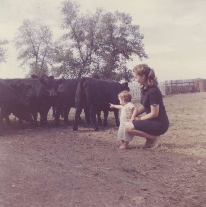 cow, Animals, angus, Farms, cattle, Iowa History, Families, Iowa, Mount Vernon, IA, history of Iowa, Karns, Mike, Children