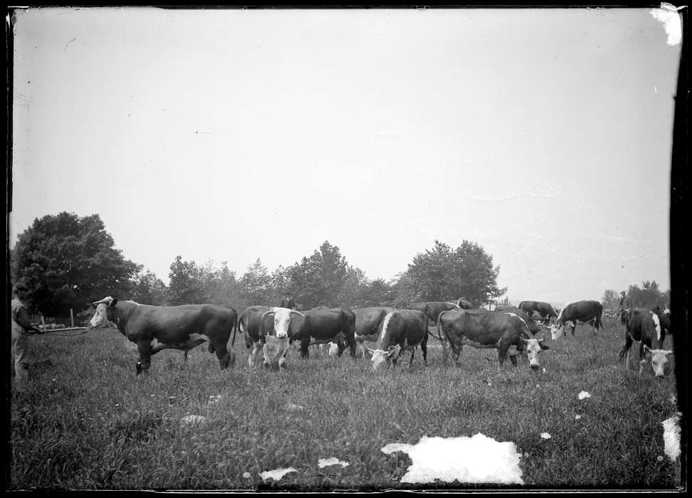 Iowa History, Iowa, cow, Archives & Special Collections, University of Connecticut Library, farm, Redding, CT, field, history of Iowa