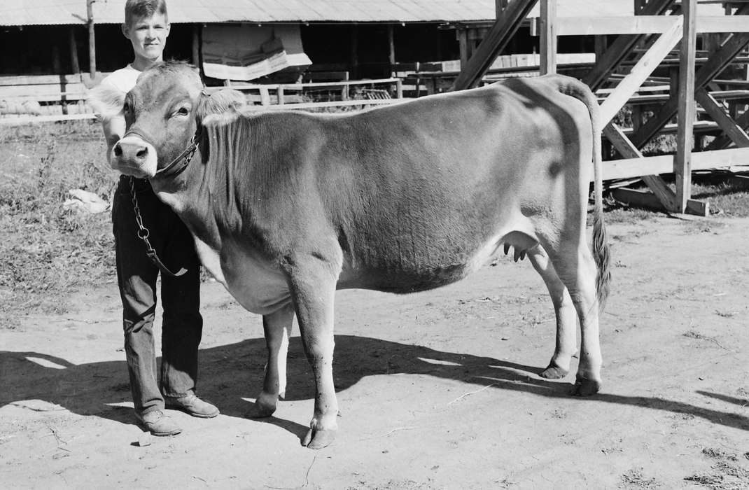 Portraits - Individual, cow, United States, history, ia, Photos, Coon Rapids Enterprise, Animals, historic, Iowa, IA, Coon Rapids