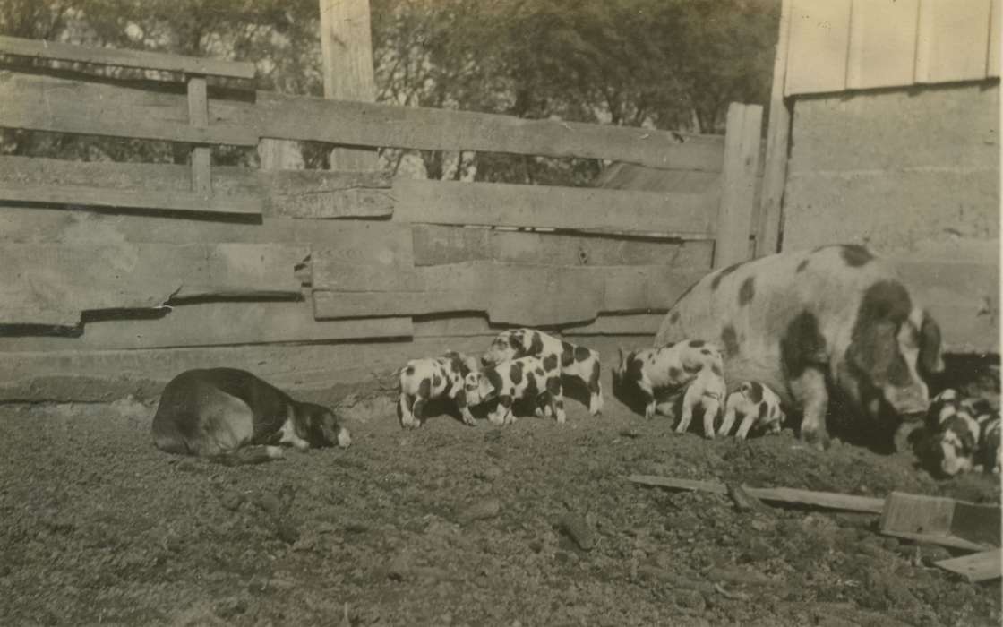 Iowa, Animals, Mortenson, Jill, Iowa History, history of Iowa, dog, pigs, hog, Farms, Macey, IA