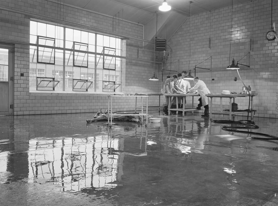 cow, body, Animals, students, history of Iowa, Iowa, Library of Congress, examination table, Schools and Education, classroom, Iowa History