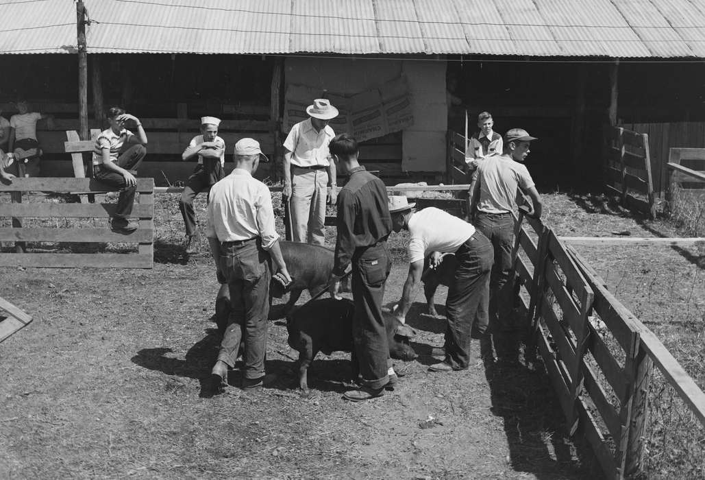 Portraits - Group, United States, history, ia, Photos, pigs, Coon Rapids Enterprise, Animals, historic, Iowa, IA, Coon Rapids