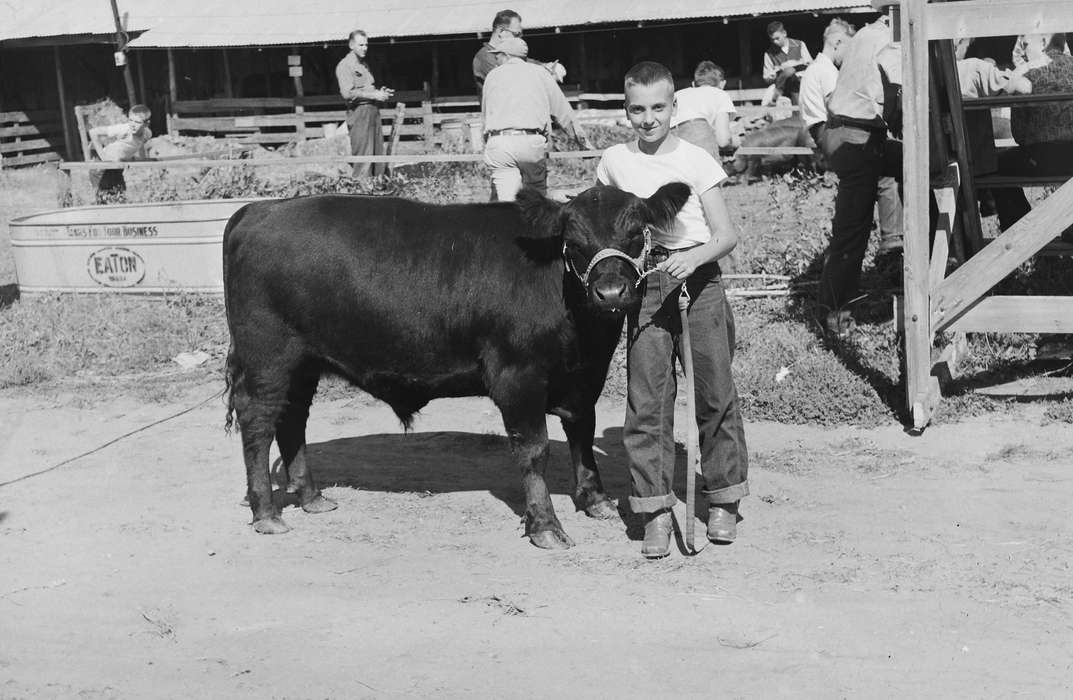 Portraits - Individual, cow, United States, history, ia, Photos, Coon Rapids Enterprise, Animals, historic, Iowa, IA, Coon Rapids
