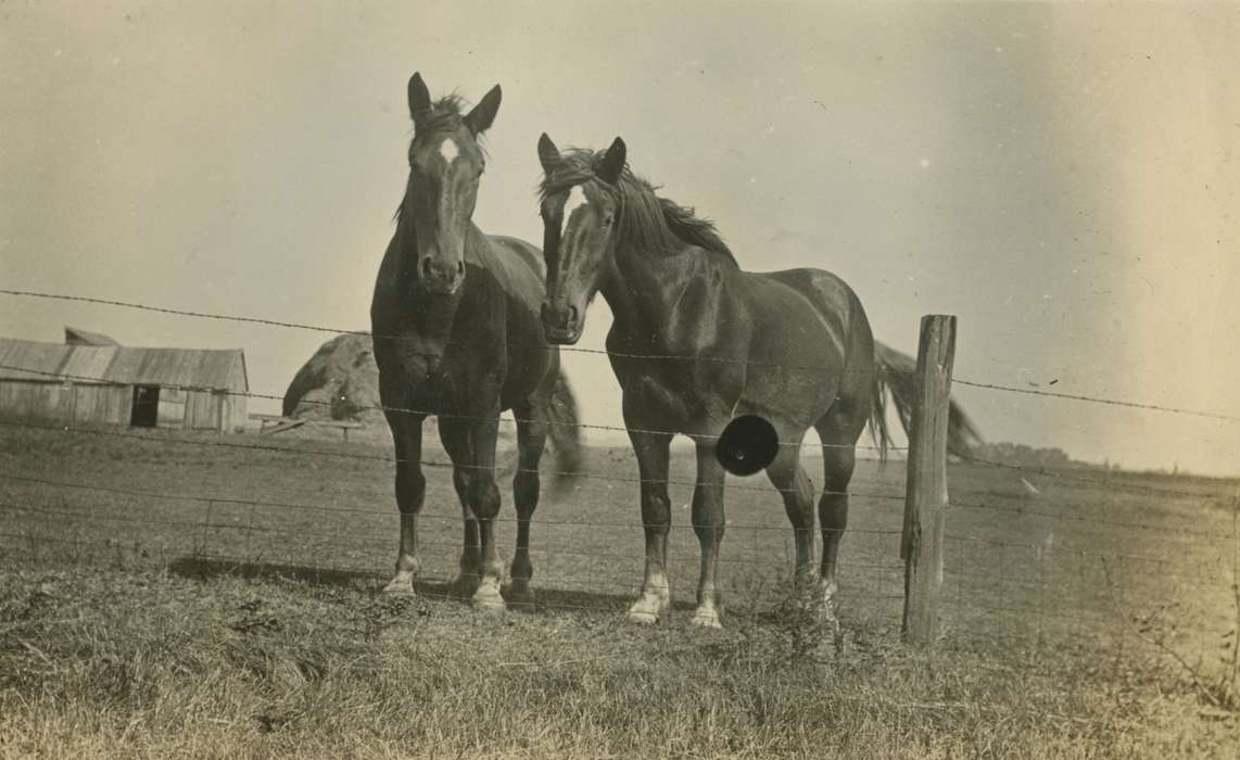 Macey, IA, horses, Iowa History, Mortenson, Jill, Animals, Iowa, history of Iowa, fence