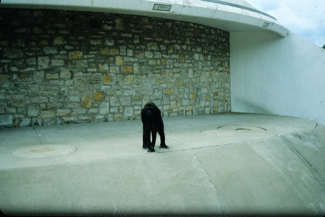 Kansas City, Iowa, zoo, MO, Coon Rapids Enterprise, school trip, missouri trip, history, historic, chimpanzee, ia, Animals, United States, Photos