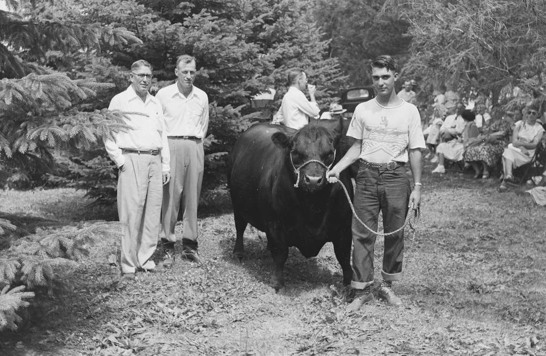 Portraits - Group, cow, United States, history, ia, Photos, Coon Rapids Enterprise, Animals, historic, Iowa, IA, Coon Rapids