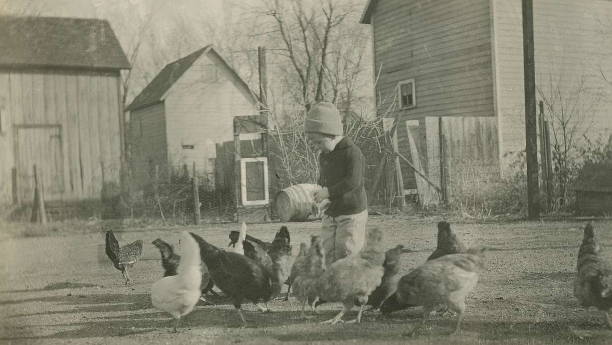 McMurray, Doug, Animals, Farms, chickens, Iowa History, Iowa, history of Iowa, Webster City, IA, Children