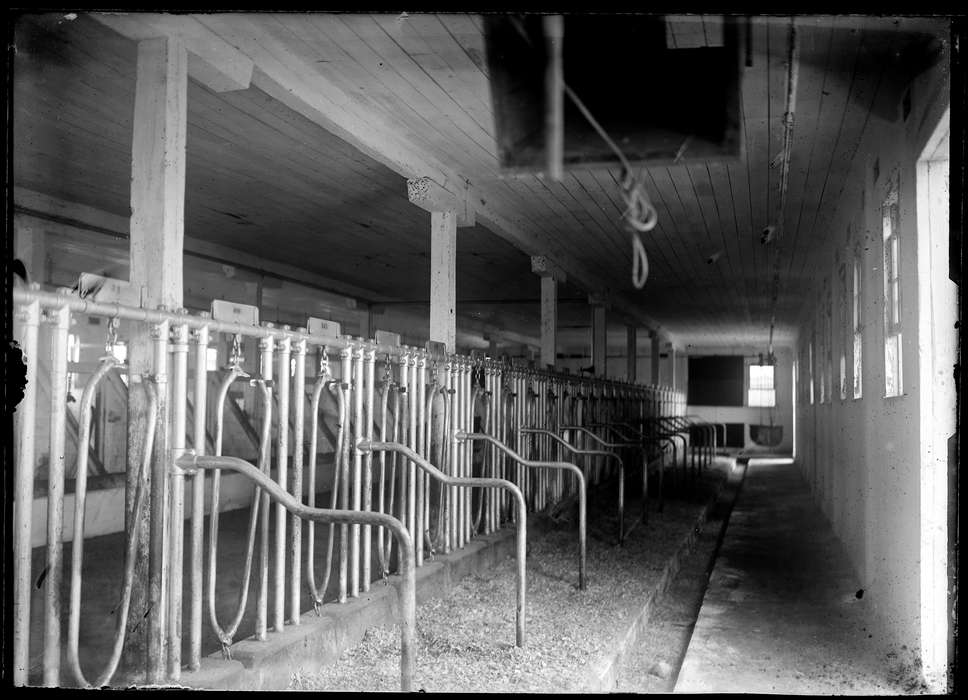 cow milking, Redding, CT, history of Iowa, Archives & Special Collections, University of Connecticut Library, Iowa, Iowa History