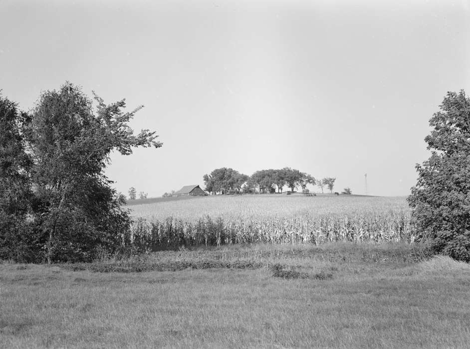 homestead, Iowa History, Barns, Farms, history of Iowa, Landscapes, cornfield, windmill, red barn, trees, Iowa, Library of Congress