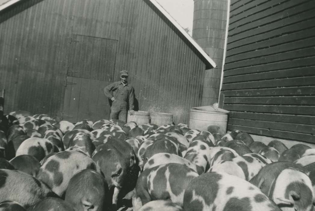 Farms, Iowa History, hogs, pigs, Farley, IA, Barns, Griffin, Allan, Animals, Iowa, history of Iowa