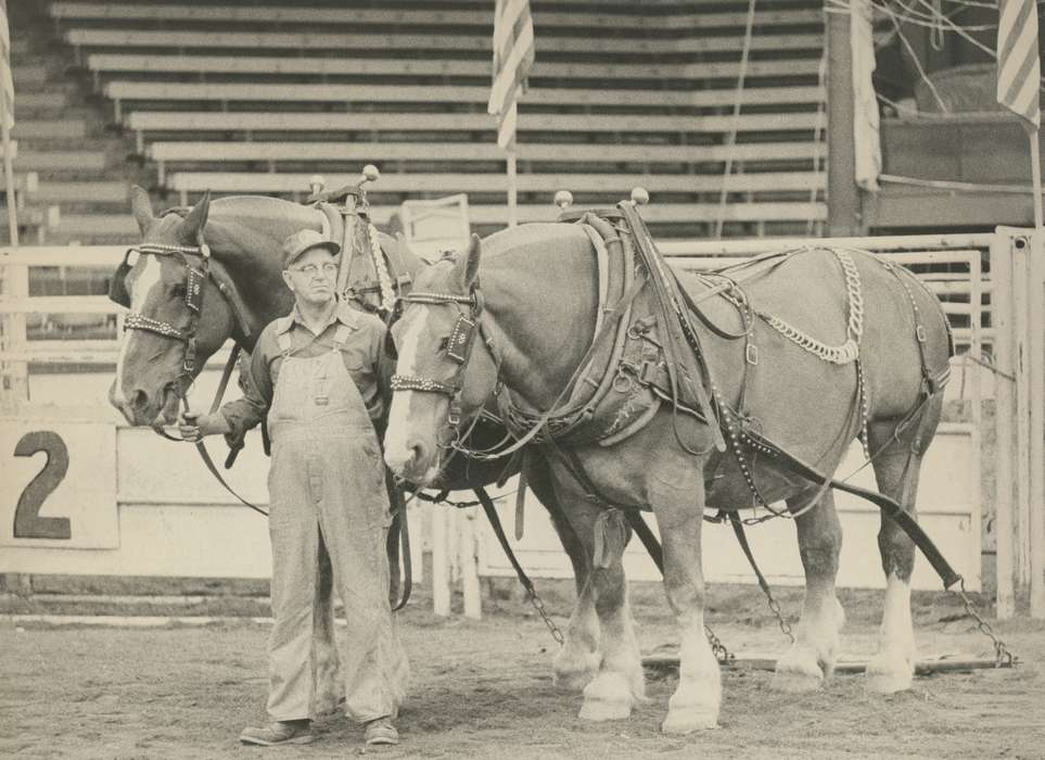 history, Photos, cattle congress, Black Hawk, IA, ia, Animals, historic, United States, Grout Museum of History and Science, draft horse, Waterloo, Iowa, horses, national cattle congress