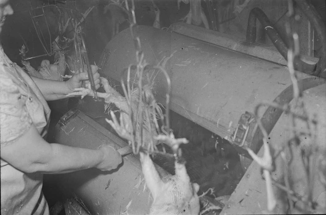 IA, historic, industries--meat processing, Coon Rapids, meat packing plant, Farming Equipment, Animals, hooks, chicken processing plant, Businesses and Factories, Iowa, United States, Photos, history, chicken, ia, Coon Rapids Enterprise, workers