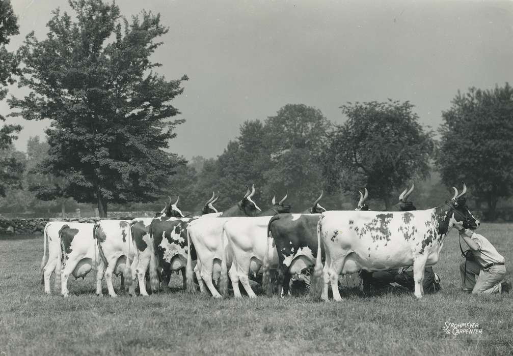 national cattle congress, Animals, cattle congress, Waterloo, Photos, history, ia, IA, historic, Black Hawk, ayrshire cow, Iowa, cow, Grout Museum of History and Science, United States