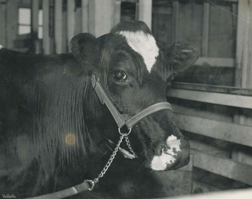 history, Photos, cattle congress, Black Hawk, IA, cow, Animals, ia, historic, United States, Grout Museum of History and Science, Waterloo, Iowa, national cattle congress
