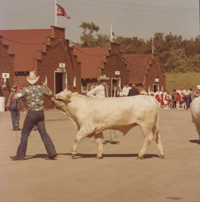 Black Hawk, Fairs and Festivals, bull, cowboy hat, cattle congress, ia, Photos, historic, history, Grout Museum of History and Science, United States, Iowa, Aerial Shots, Waterloo, IA, Animals, national cattle congress