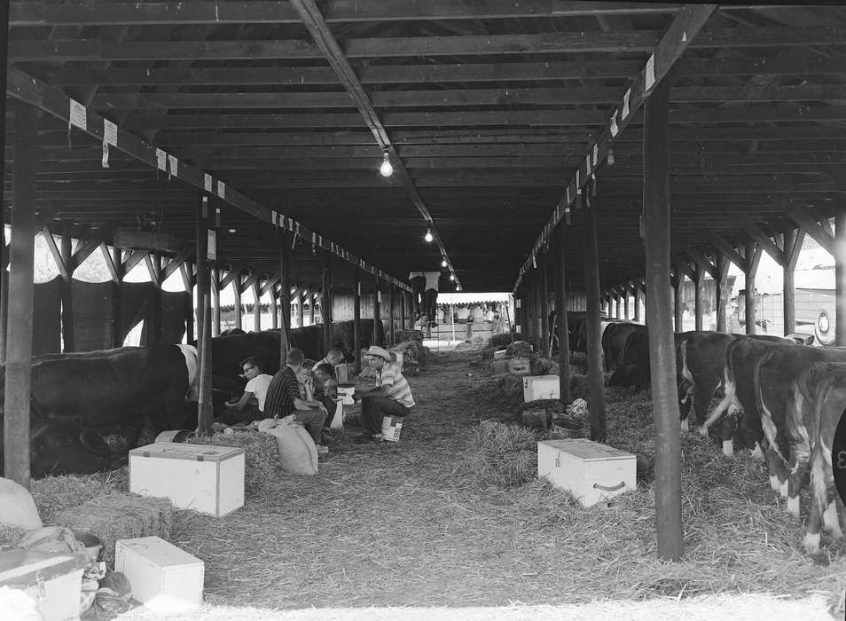 Portraits - Group, cow, history, Photos, sitting, Labor and Occupations, Children, Animals, Barns, county fair, hay bail, ladder, Iowa, IA, Fairs and Festivals, cow butt, cowboy hat, United States, 4-h, ia, Coon Rapids Enterprise, historic, boy, barn, Coon Rapids, Farms