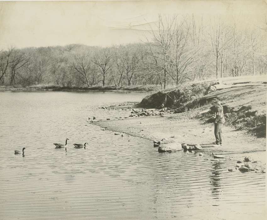 geese, tree, Animals, rock, Waverly Public Library, Iowa History, Waverly, IA, Lakes, Rivers, and Streams, pond, Iowa, Leisure, goose, history of Iowa, Children