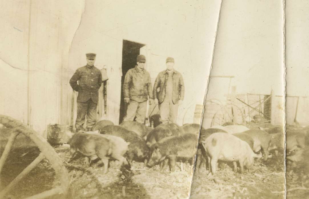 pigs, Mortenson, Jill, pig pen, Farms, Ackley, IA, history of Iowa, Iowa History, Iowa