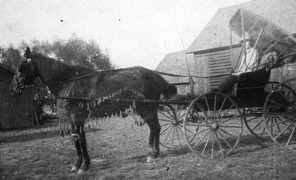 Hahn, Cindy, Iowa History, history of Iowa, Iowa, horse and buggy, Animals, Cedar Falls, IA, carriage, horse