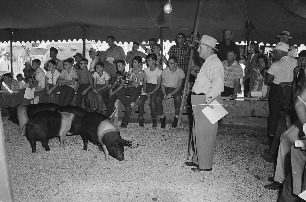 Iowa, pigs, IA, United States, Photos, historic, Coon Rapids, Fairs and Festivals, Farms, history, Animals, boys, Coon Rapids Enterprise, ia, tent