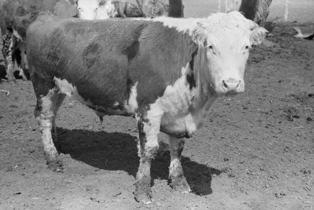 Library of Congress, Iowa History, Farms, calves, cow, cows, history of Iowa, dirt, Animals, Iowa