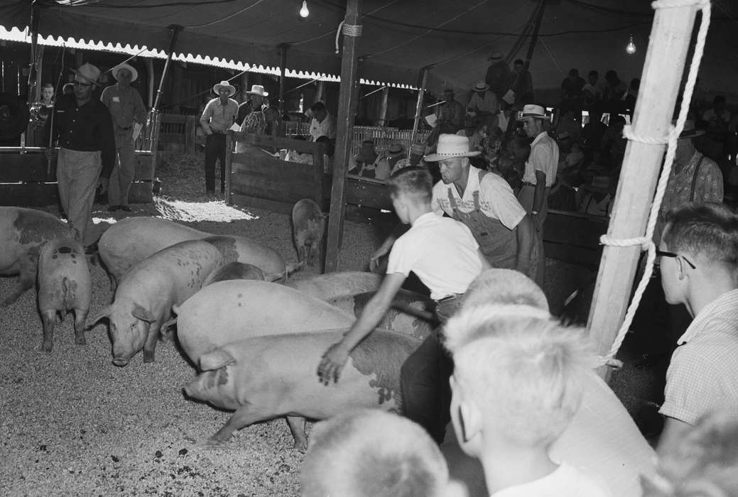 Iowa, pigs, IA, United States, Photos, historic, Coon Rapids, Fairs and Festivals, Farms, history, Animals, ia, Coon Rapids Enterprise, pigpen, tent