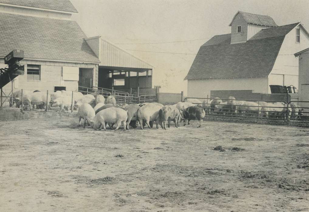 Waverly Public Library, pig, Iowa History, Barns, Farms, Bremer County, IA, history of Iowa, Animals, pig pen, Iowa, pig farm