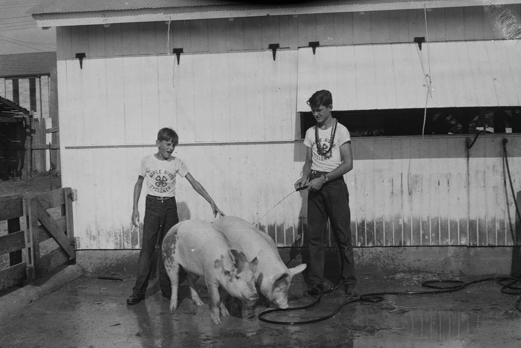 Iowa, pigs, IA, United States, Photos, historic, Coon Rapids, Fairs and Festivals, Farms, history, Animals, boys, Coon Rapids Enterprise, ia, Children, hose