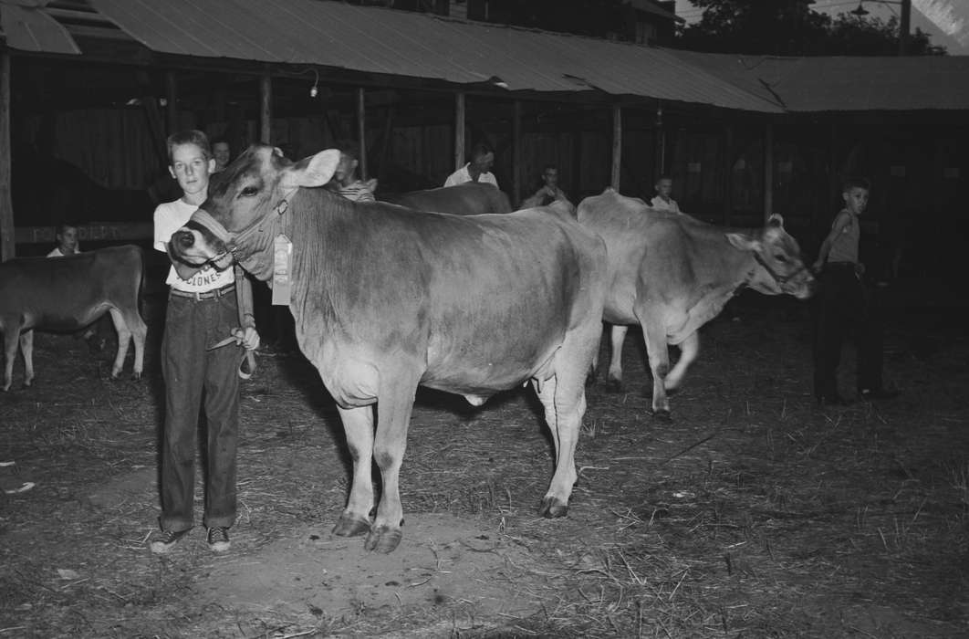 harness, IA, stables, historic, Coon Rapids, Fairs and Festivals, Animals, Portraits - Individual, cows, ribbon, Iowa, United States, Photos, Farms, boy, history, ia, Coon Rapids Enterprise, Children