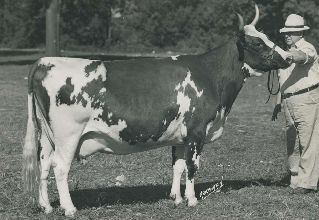 national cattle congress, Animals, cattle congress, Waterloo, Photos, history, ia, IA, historic, Black Hawk, ayrshire cow, Iowa, cow, Grout Museum of History and Science, United States