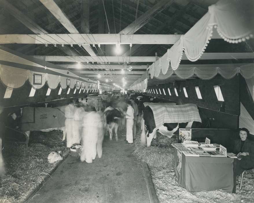 history, Barns, Photos, cattle congress, Black Hawk, IA, ia, Animals, historic, bull, United States, Grout Museum of History and Science, Waterloo, Iowa, national cattle congress