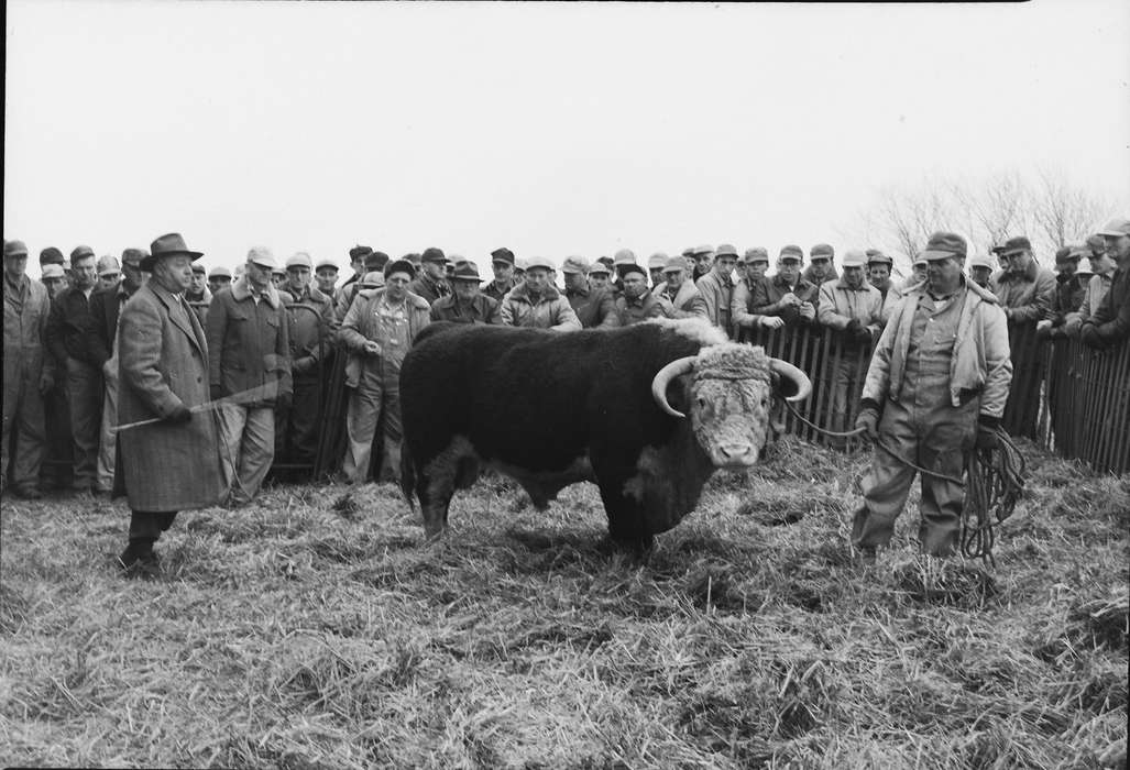 Iowa, IA, coveralls, United States, Photos, historic, farmers, hats, Farms, Coon Rapids, Coon Rapids Enterprise, history, Animals, ia, auction, cow