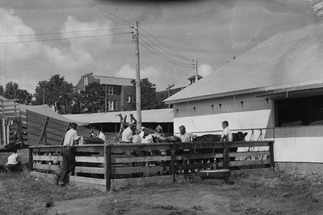 cows, Iowa, wooden fence, IA, United States, Photos, historic, Coon Rapids, Fairs and Festivals, Farms, Barns, history, barn, Animals, boys, Coon Rapids Enterprise, ia