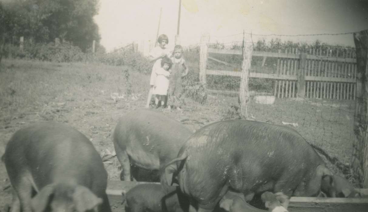 Iowa, Animals, Families, history of Iowa, Farms, Spechts Ferry, IA, Fredericks, Robert, hogs, Iowa History, Portraits - Group, pigs