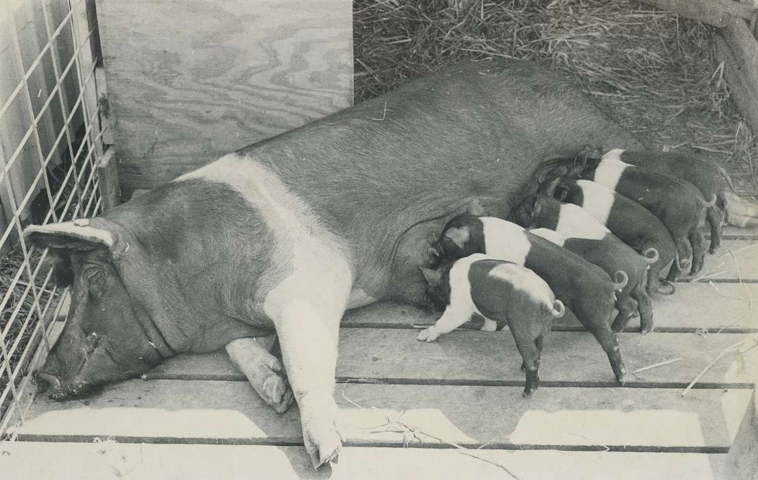 Waverly Public Library, Animals, Iowa History, history of Iowa, pig farm, IA, pig, piglet, Iowa