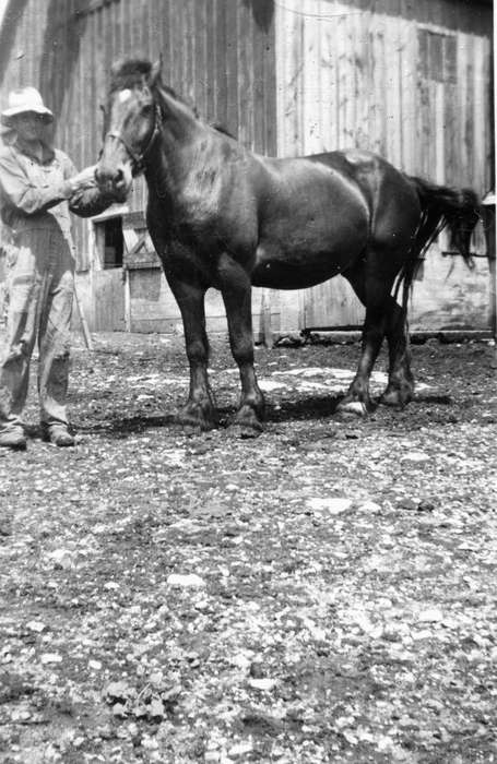 horse, Sumner, IA, history of Iowa, Farms, Hahn, Cindy, Portraits - Individual, Iowa, Iowa History, Barns, Animals
