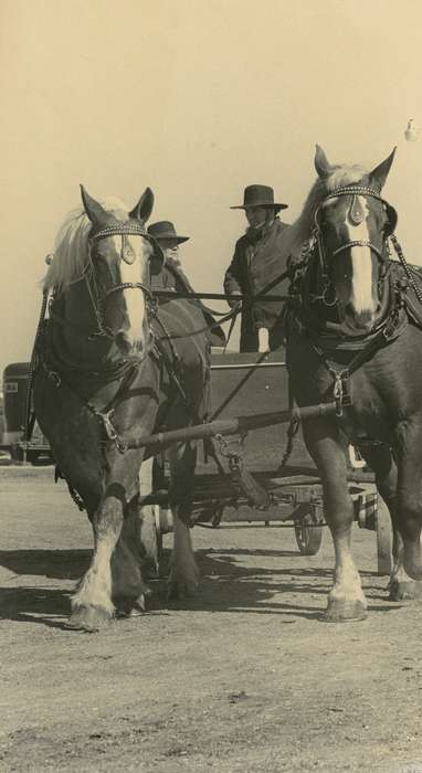 horse and cart, history of Iowa, hat, Waverly Public Library, Iowa, Waverly, IA, Iowa History, horse sale, Animals
