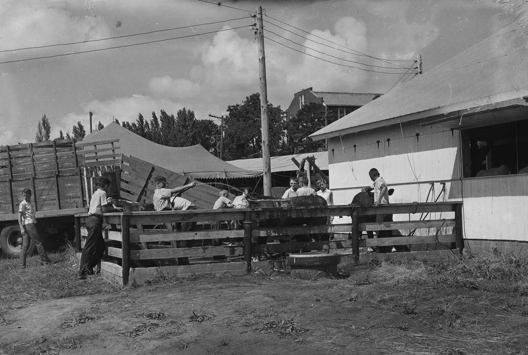 cows, Iowa, wooden fence, IA, United States, Photos, historic, Coon Rapids, Fairs and Festivals, Farms, Barns, history, barn, Animals, boys, Coon Rapids Enterprise, ia