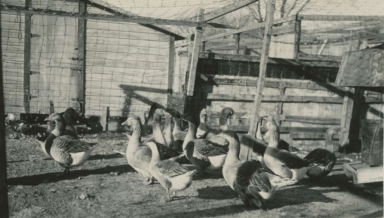 Iowa History, geese, Farms, history of Iowa, gaggle, goose, McMurray, Doug, Animals, Iowa, Webster City, IA