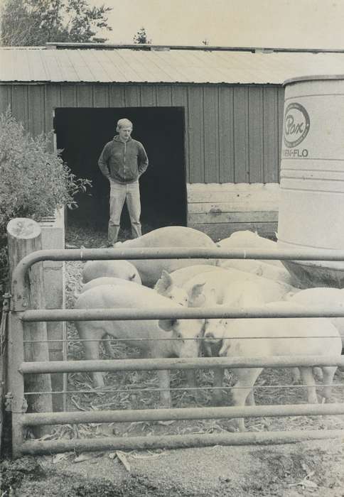 Farms, Waverly Public Library, Animals, Iowa History, history of Iowa, IA, pig, pig pen, Iowa