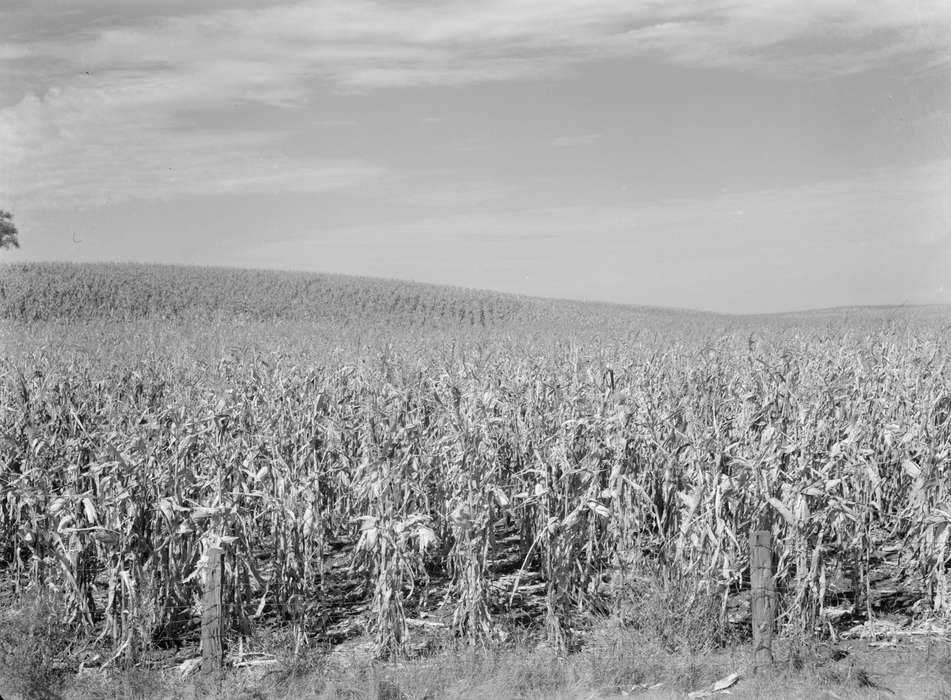 Farms, Iowa, Landscapes, Library of Congress, field, history of Iowa, corn, crops, Iowa History