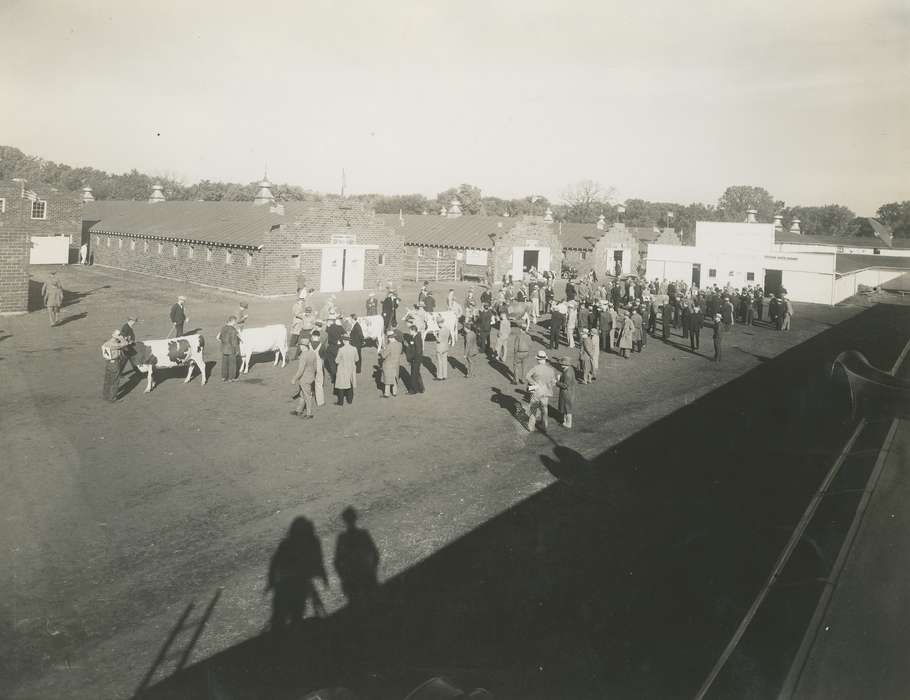 IA, Animals, Fairs and Festivals, cow, shadow, Black Hawk, Iowa, national cattle congress, United States, historic, Aerial Shots, ia, brick building, Waterloo, Photos, history, Grout Museum of History and Science