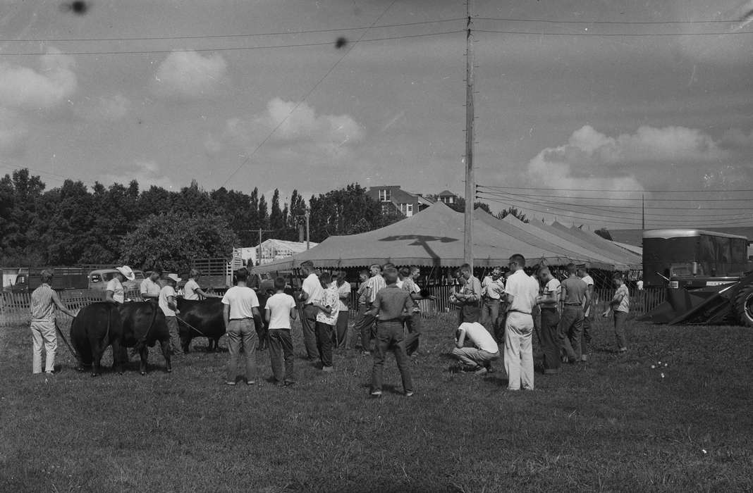 cows, Iowa, boys, IA, United States, Photos, historic, Coon Rapids, Fairs and Festivals, history, Farming Equipment, Animals, tents, Coon Rapids Enterprise, ia, Children, cowboy hat