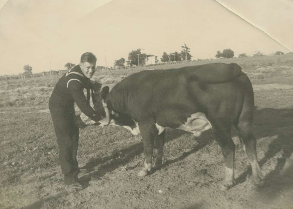 cow, Iowa History, history of Iowa, Animals, Farms, Stater, Connie, Iowa, Centerville, IA
