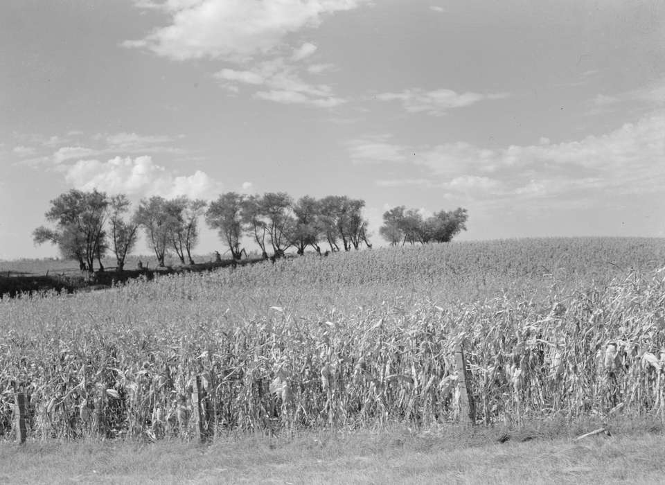 field, history of Iowa, Library of Congress, corn, treeline, copse, crops, Iowa History, Iowa, Landscapes, Farms