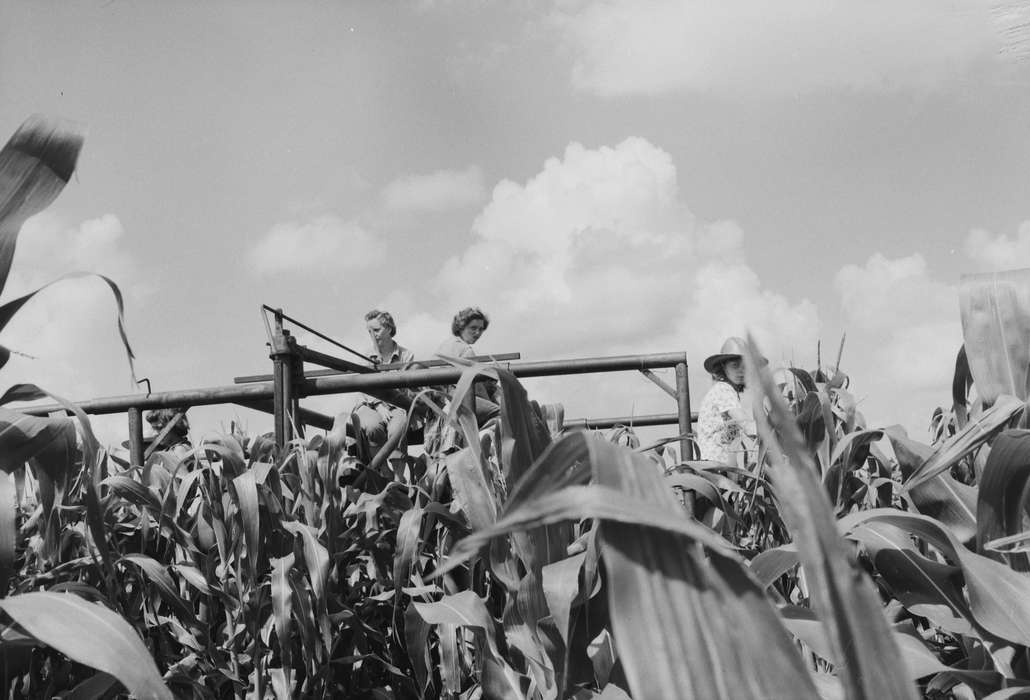 Iowa, IA, United States, Photos, detassling, Labor and Occupations, historic, Coon Rapids, Coon Rapids Enterprise, Farms, history, ia, women at work, corn