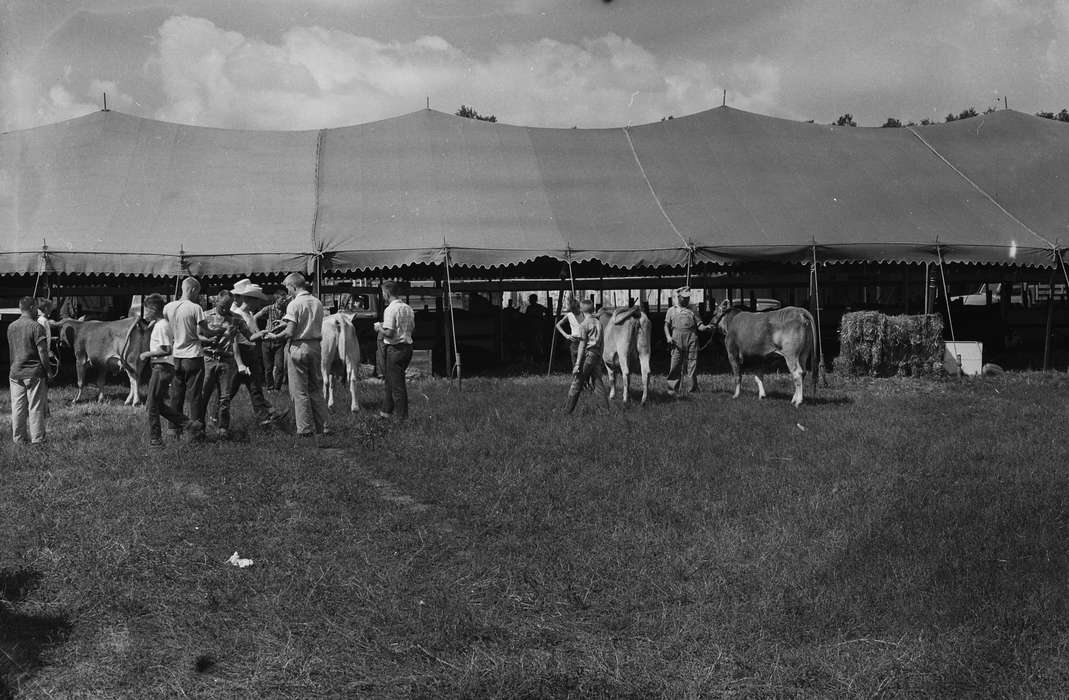 cows, Iowa, boys, IA, United States, Photos, historic, Coon Rapids, Fairs and Festivals, history, Animals, tents, Coon Rapids Enterprise, ia, Children, cowboy hat