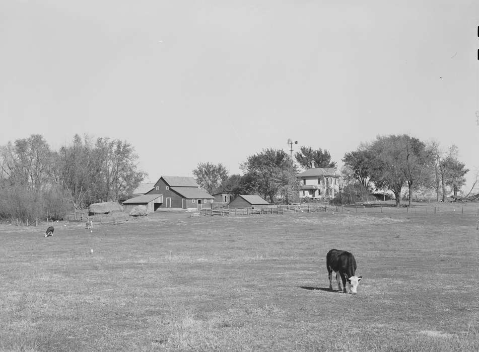 cattle, sheds, Library of Congress, history of Iowa, windmill, Farms, hay mound, pasture, farmhouse, red barn, trees, Iowa History, Homes, Landscapes, Barns, Iowa, Animals, barnyard